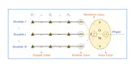 Optimization and application of dendritic neuron model